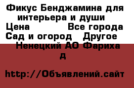 Фикус Бенджамина для интерьера и души › Цена ­ 2 900 - Все города Сад и огород » Другое   . Ненецкий АО,Фариха д.